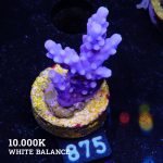 TK Super Purple