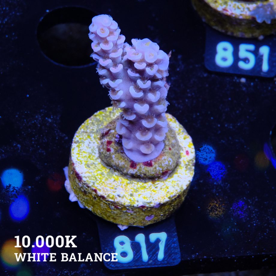 Acropora Tenuis 'Blue'