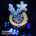 Acropora Tenuis