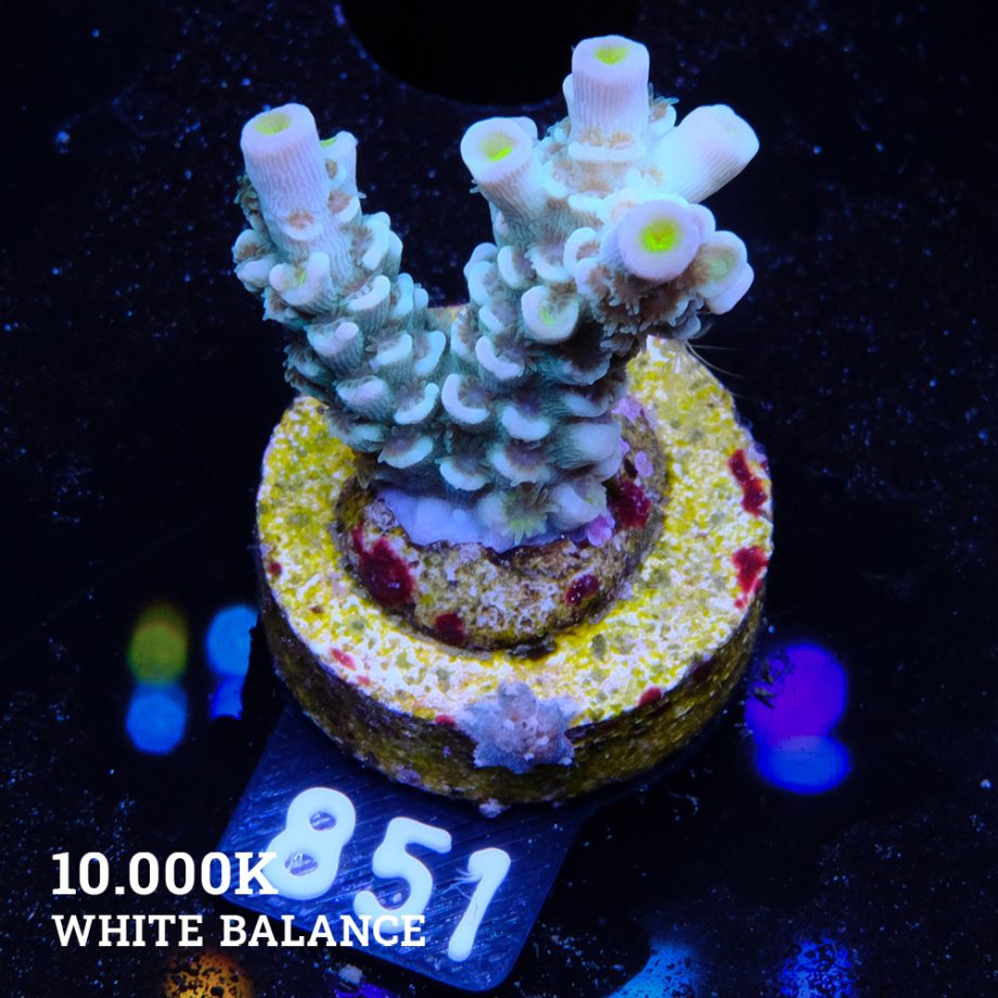 Acropora Tenuis