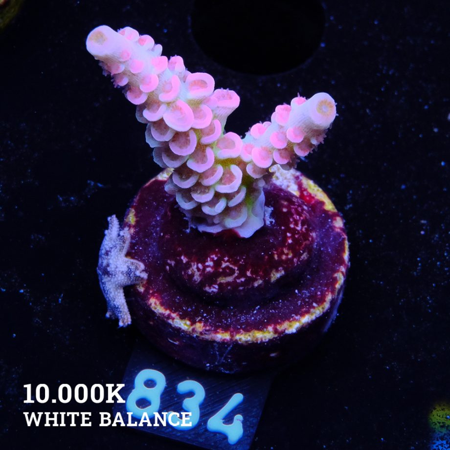 Acropora 'Rainbow Ultra'