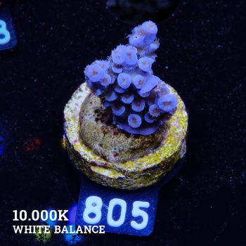 Acropora Tenuis 'Blue'