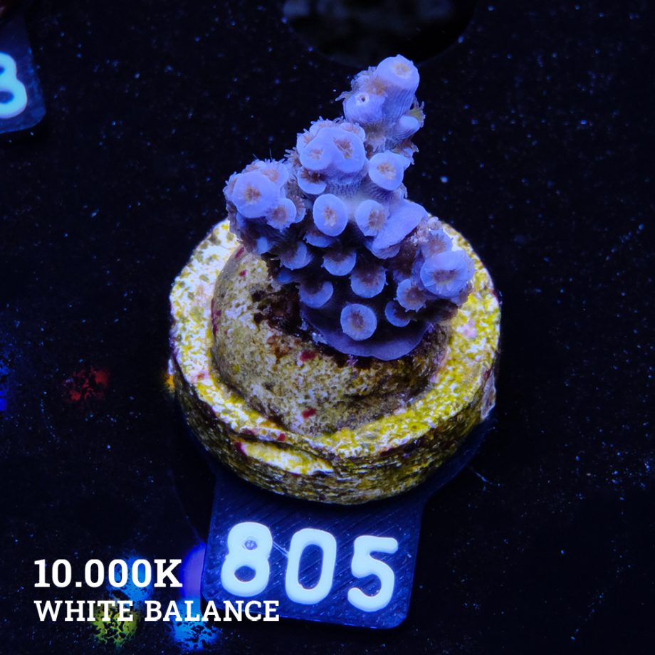 Acropora Tenuis 'Blue'