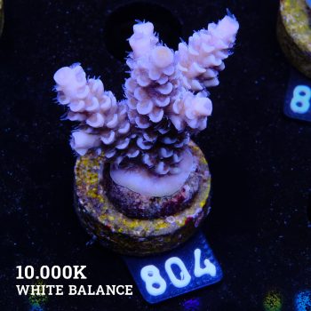Acropora Tenuis 'Pastel' (Pastel)