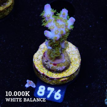 Acropora Mirabellis