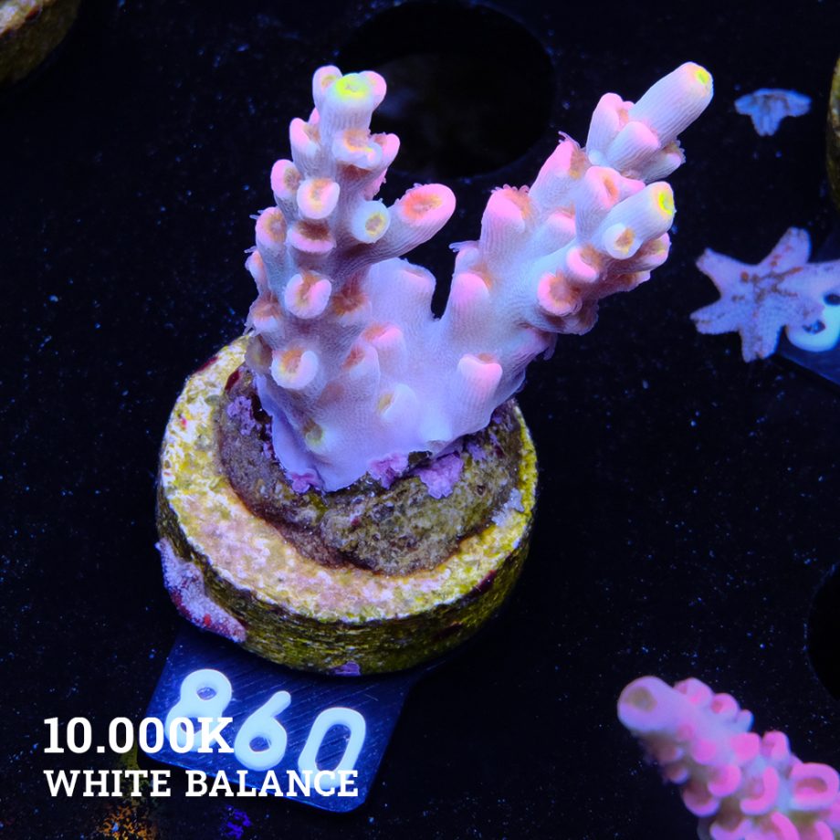 Acropora 'Flaming Sunrise'