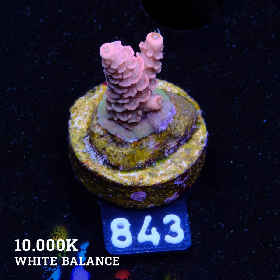 Acropora Millepora B-Ware