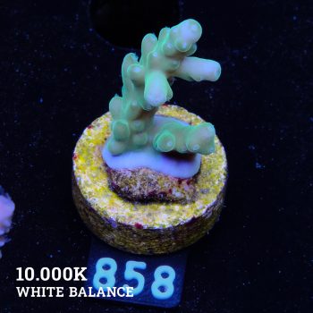Acropora Granulosa 'Fiji'