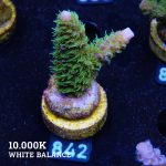 Acropora 'Hippies Cousin'