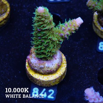 Acropora 'Hippies Cousin'