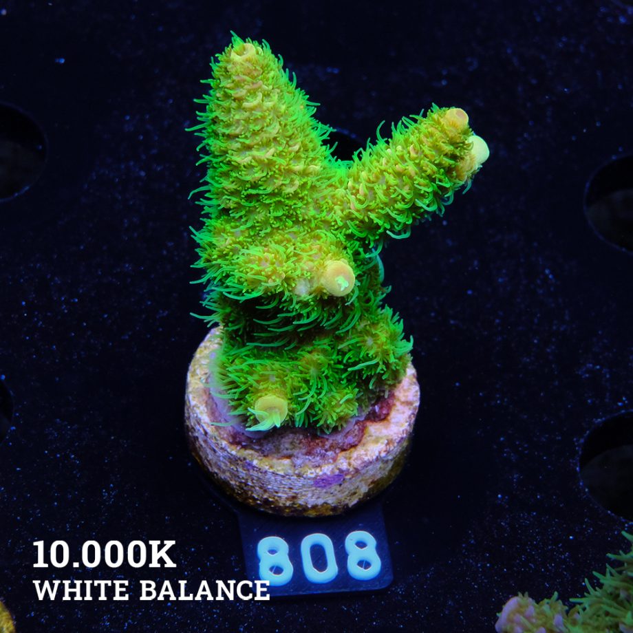 Acropora Millepora 'Neon Green'