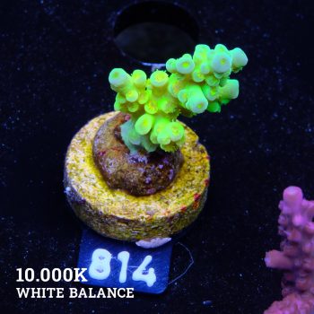 Acropora Batunai
