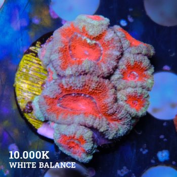 Acanthastrea 'Red'