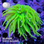 VDS - 'Holy Green' Euphy