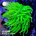 VDS - 'Holy Green' Euphy