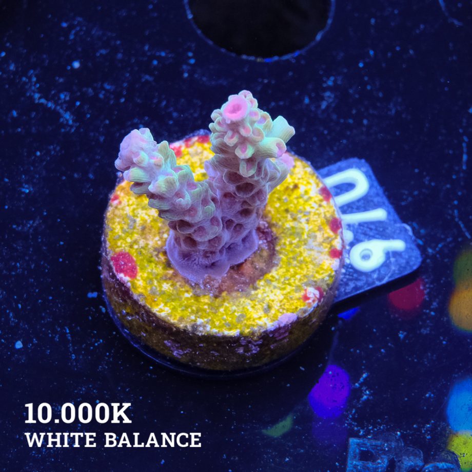 Acropora Microklados 'SSC'