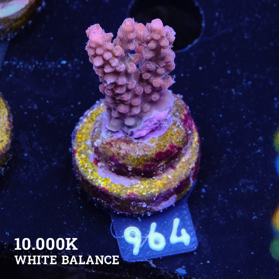 Acropora Confetti