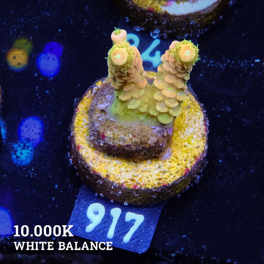Acropora Millepora 'Solar Flare'