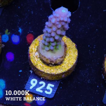 Acropora Gimmifera