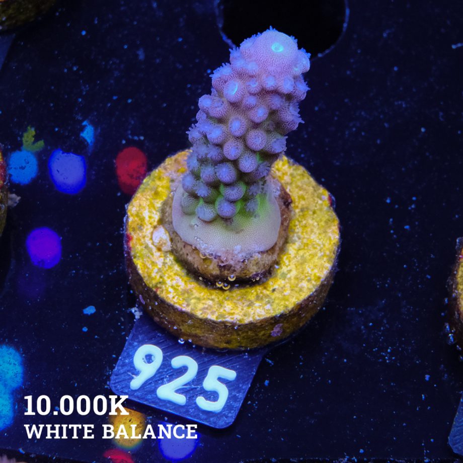 Acropora Gimmifera