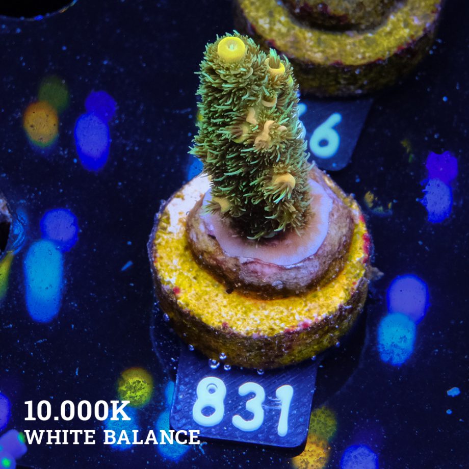 Acropora Millepora 'Yellow & Green'