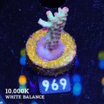 Acropora Microklados 'SSC'