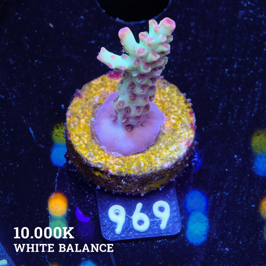 Acropora Microklados 'SSC'