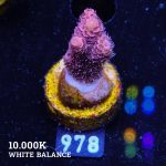 Acropora Millepora 'Pink