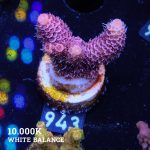 Acropora Millepora 'Pink'