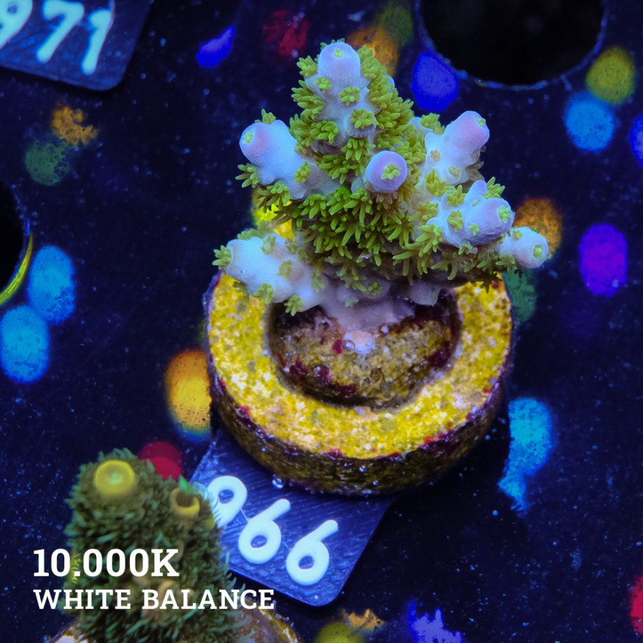 Acropora Mirabellis