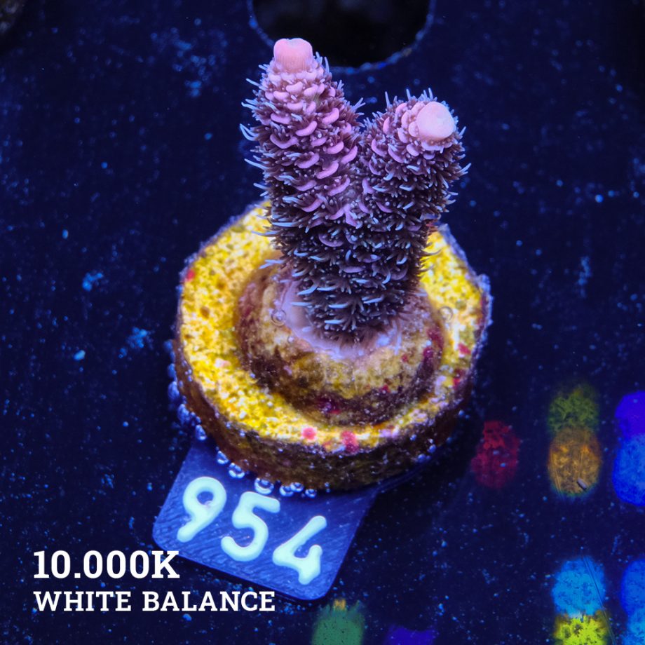 Acropora Millepora 'Pink