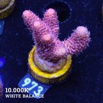 Acropora Millepora 'Pink'