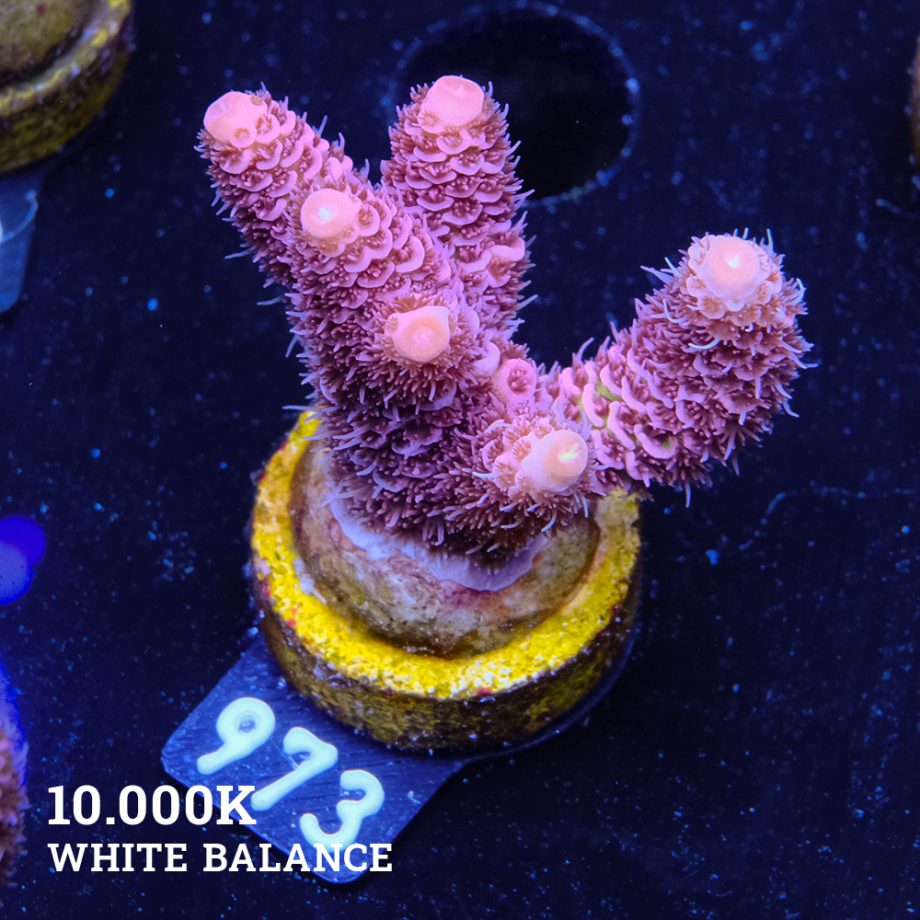 Acropora Millepora 'Pink'