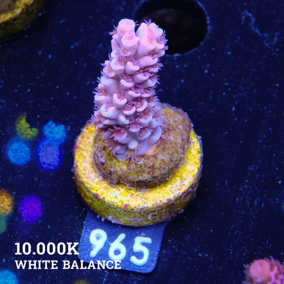 Acropora Tenuis 'Pink'