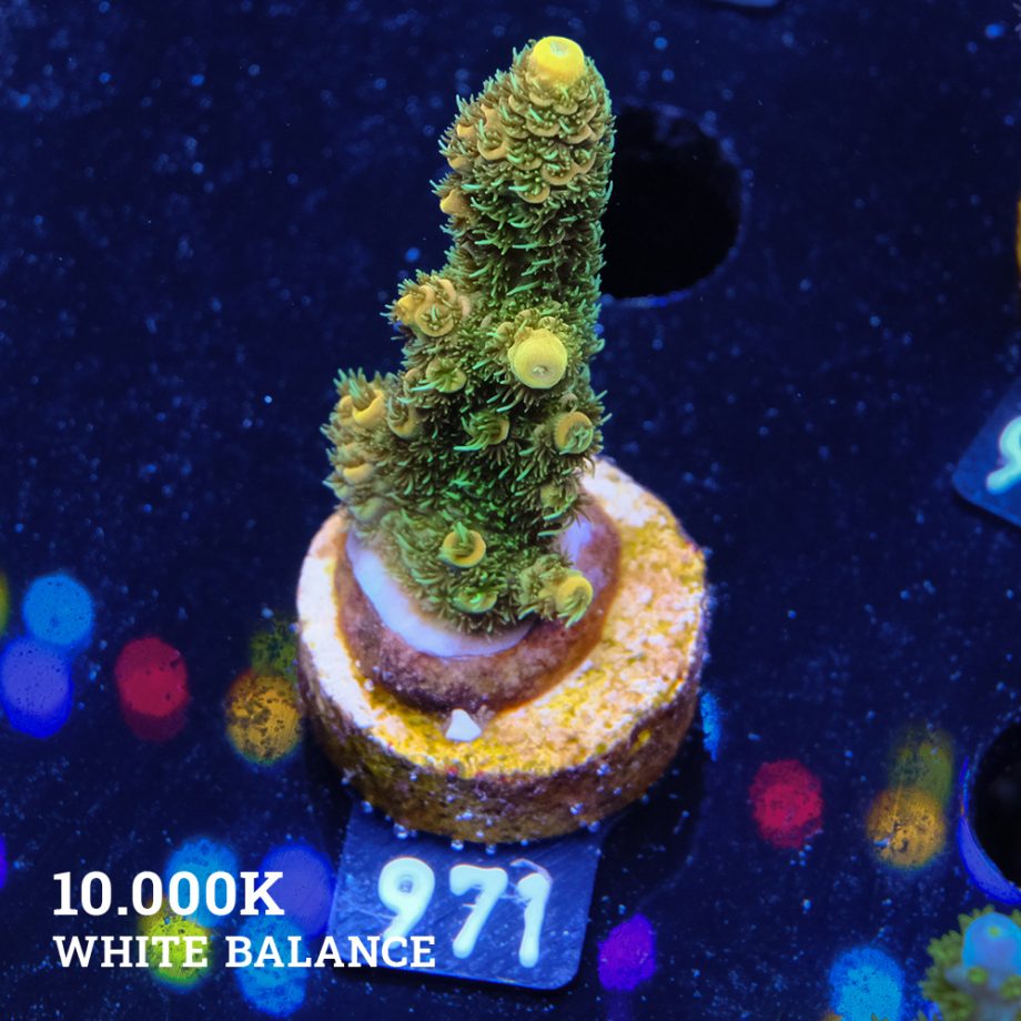 Acropora Millepora 'Yellow & Green'