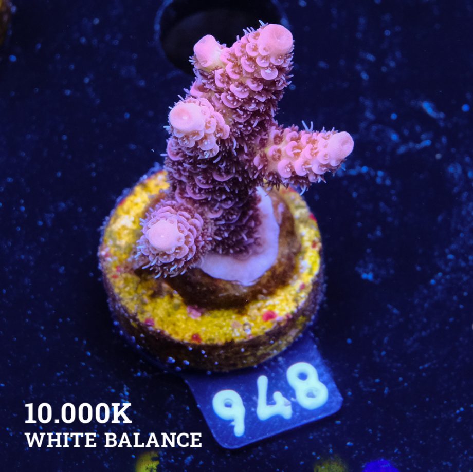 Acropora Millepora 'Pink Rainbow'