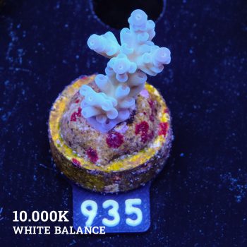 Acropora 'Blue Pastel Fiji'