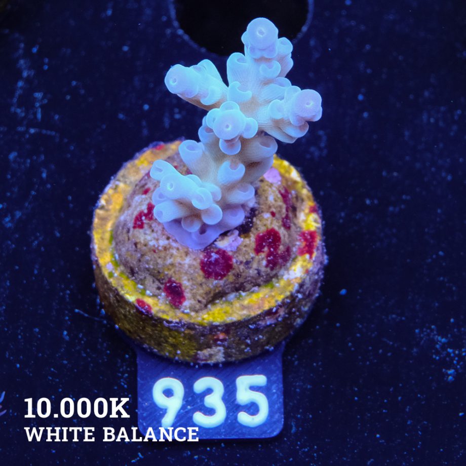 Acropora 'Blue Pastel Fiji'