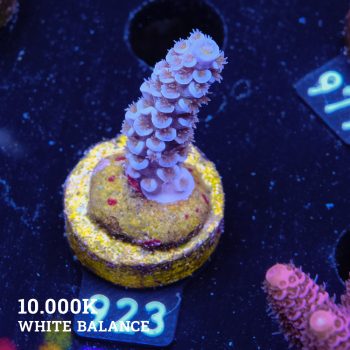 Acropora Tenuis 'Blue'