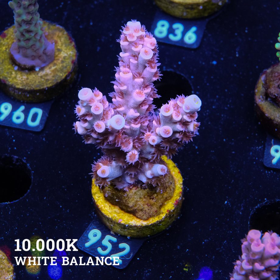 Acropora Tenuis 'Pink'