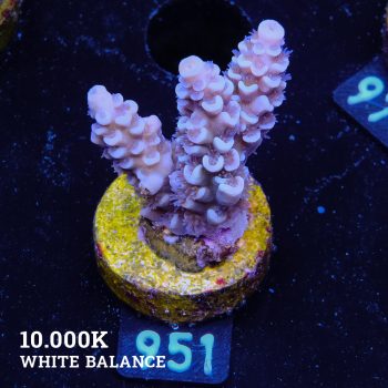 Acropora Tenuis 'Blue'