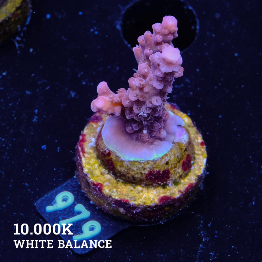 Acropora Confetti