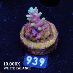 Acropora Carduus 'Mrs Miyagi'