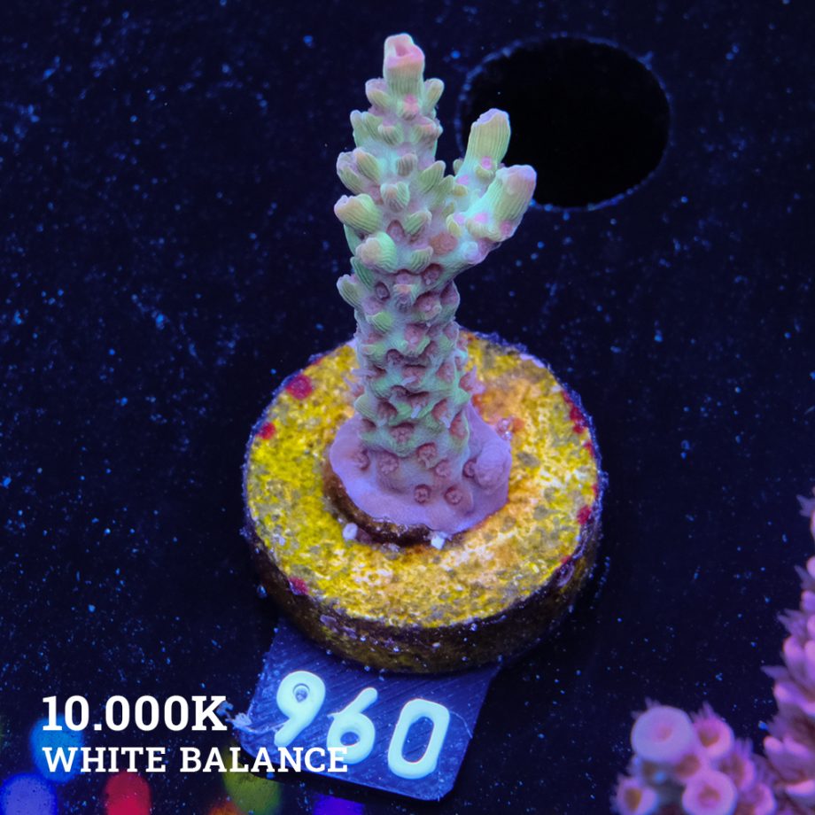 Acropora Microklados 'SSC'