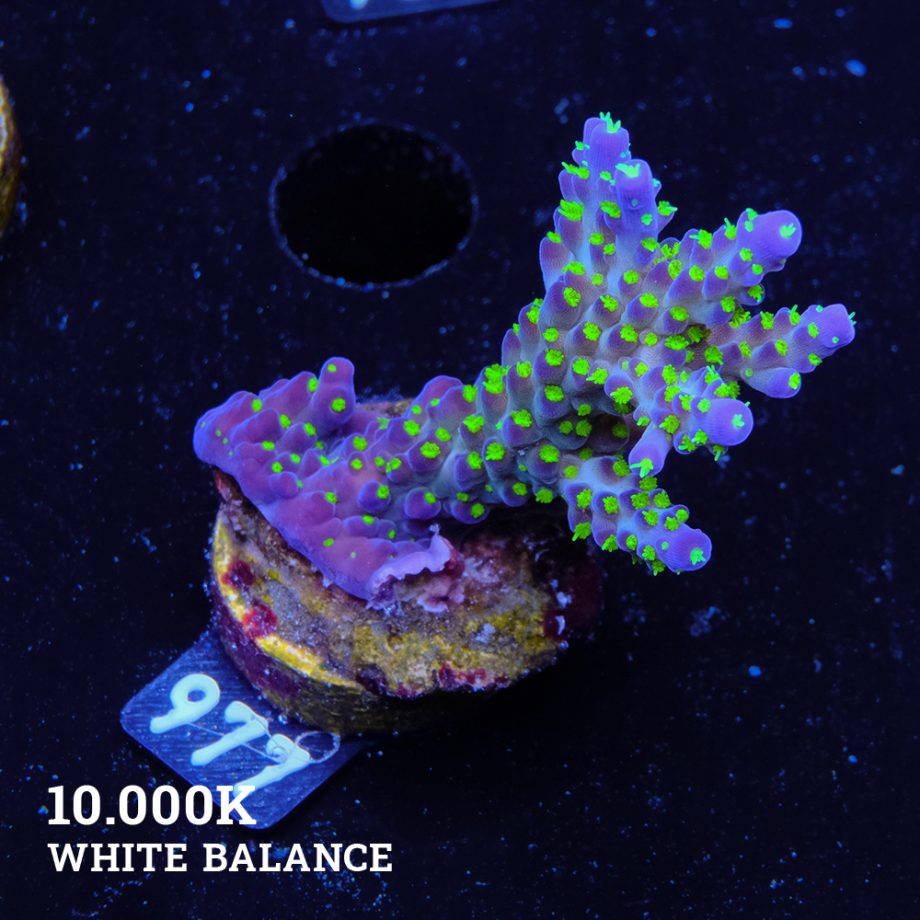 Acropora 'Tricolor