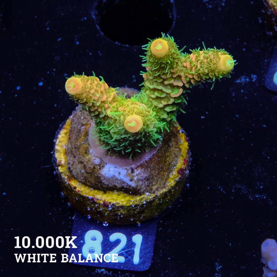 Acropora Millepora 'Solar Flare'