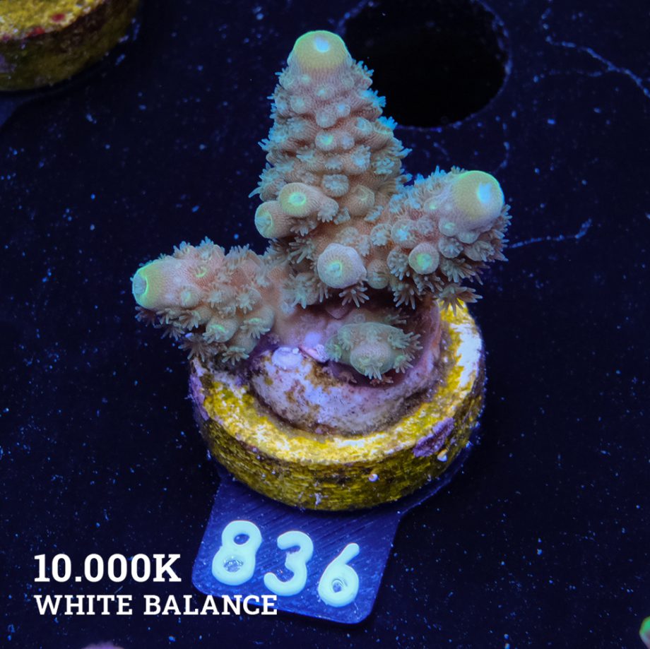 Acropora Gimmifera