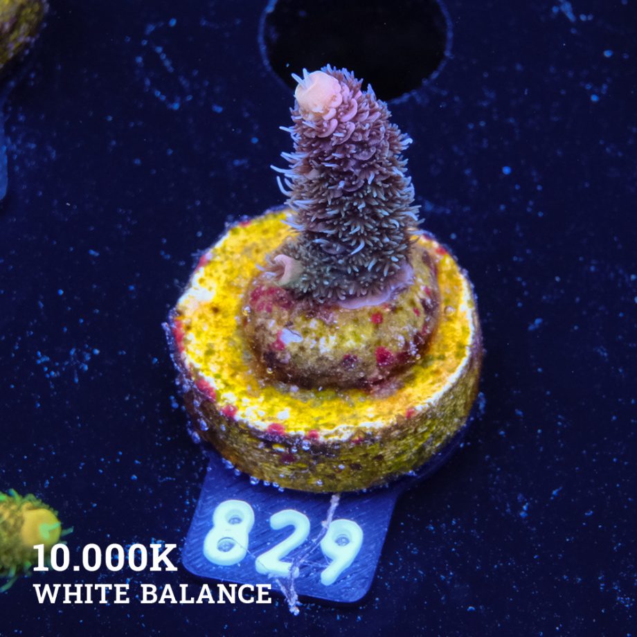 Acropora Millepora 'Rainbow'