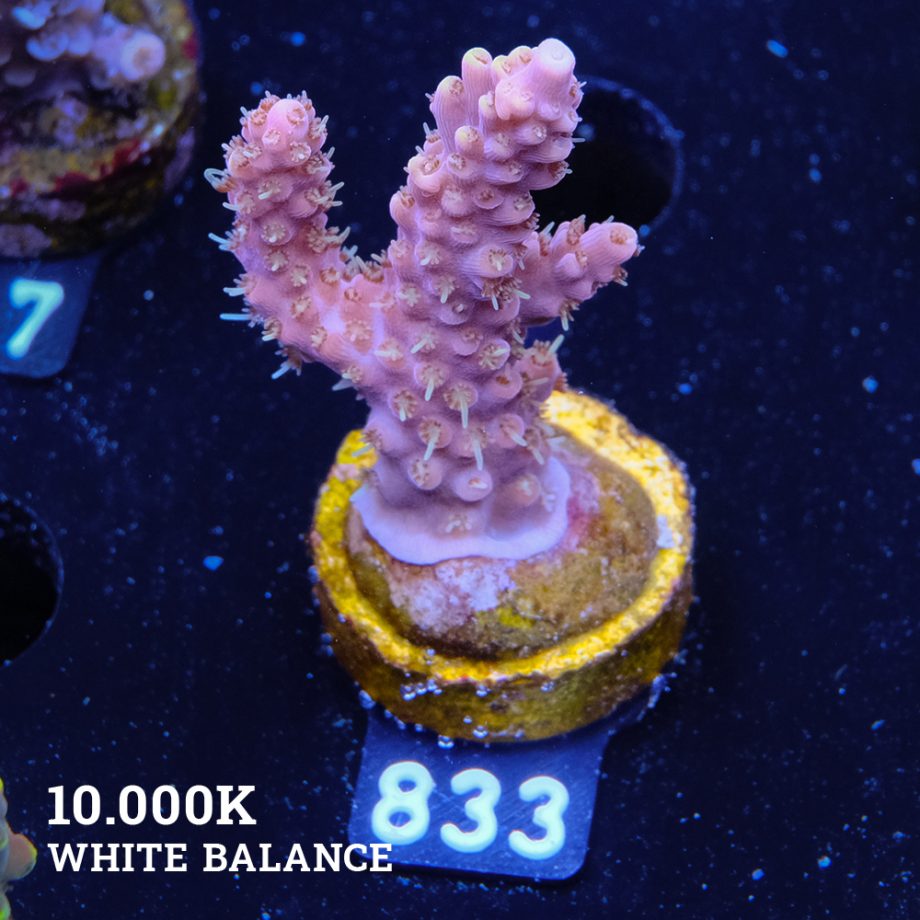 Acropora 'Rose & Yellow'