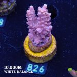 Acropora 'Rose & Yellow'